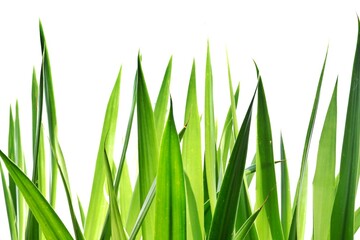 In selective focus tropical plant leaves with sunlight on white isolated background