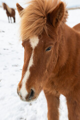 Icelandic Horse