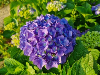 Fototapeta premium blue hydrangea flowers