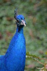 close up of a peacock