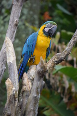 blue and yellow macaw