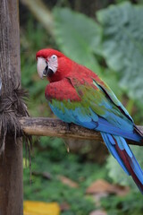 red and blue macaw