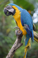 blue and yellow macaw