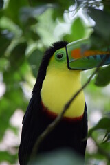 toucan on a tree