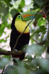 toucan in the jungle