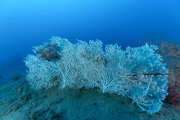gorgonia bianca, Eunicella verrucosa, con stella gorgone, Astrospartus mediterraneus