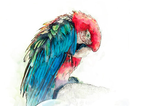 Digital painting and drawing of colorful scarlet macaw parrots on branches in green garden background, exotic bird