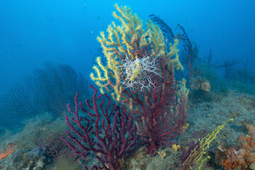 Fototapeta na wymiar Gorgonie rosse, Paramuricea clavata, con stella gorgone, Astrospartus mediterraneus