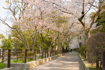 Kyoto, Japan - Philosopher's Walk (Tetsugaku-no-michi) in Kyoto, Japan. It is a pedestrian path that follows a cherry-tree-lined canal in Kyoto, between Ginkaku-ji and Nanzen-ji.