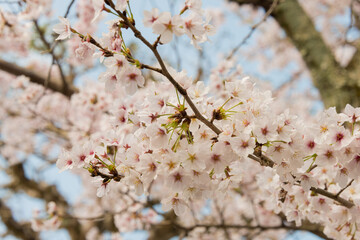 Kyoto, Japan - Cherry blossom at Philosopher's Walk (Tetsugaku-no-michi) in Kyoto, Japan.