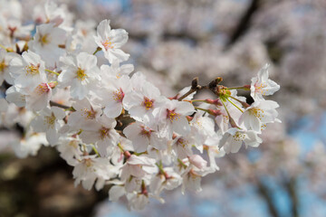 Kyoto, Japan - Cherry blossom at Philosopher's Walk (Tetsugaku-no-michi) in Kyoto, Japan.