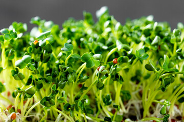 Sprouted radish microgreens close up, photo with soft focus. Healthy salad greens