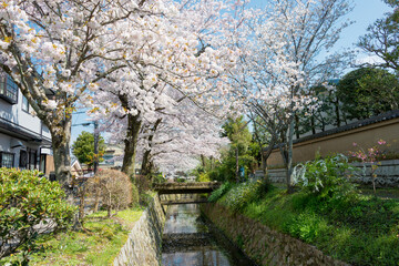 Fototapeta na wymiar Kyoto, Japan - Apr 04 2020 - Philosopher's Walk (Tetsugaku-no-michi) in Kyoto, Japan. It is a pedestrian path that follows a cherry-tree-lined canal in Kyoto, between Ginkaku-ji and Nanzen-ji.
