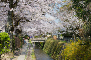 Kyoto, Japan - Apr 04 2020 - Philosopher's Walk (Tetsugaku-no-michi) in Kyoto, Japan. It is a pedestrian path that follows a cherry-tree-lined canal in Kyoto, between Ginkaku-ji and Nanzen-ji.