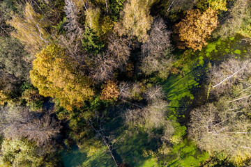 Aerial view of a section of flooded forest, beautiful wild landscape, impenetrable terrain