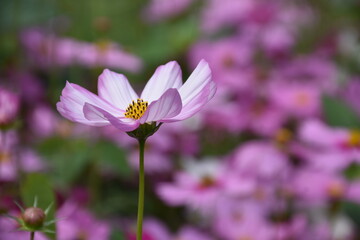 Close-up view of pink cosmos flower in the garden in summer. High quality photo, natural blurred background.