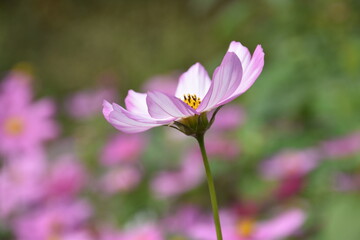 Fototapeta premium Close-up view of pink cosmos flower in the garden in summer. High quality photo, natural blurred background.