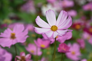 Close-up view of pink cosmos flower in the garden in summer. High quality photo, natural blurred background.