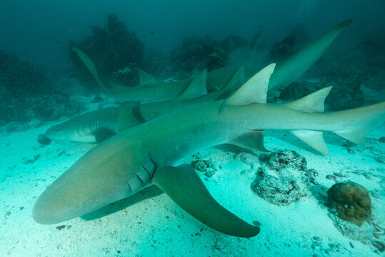 squali nutrice, Ginglymostoma cirratum, su sabbia