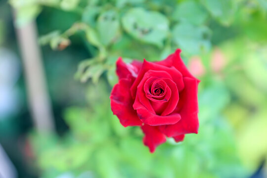 Close up red rose on plant with leaves and stem for background image of 14 february valentine day happy and love concept.