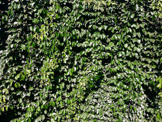 Green leaves bush background, Wall from decorated tree in nature