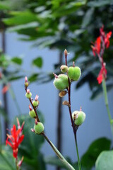 wild strawberry plant