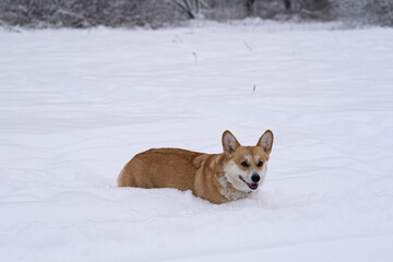 A dog in the snow. Winter in Russia