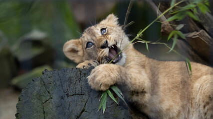 lion cub and lioness