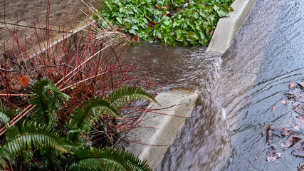 Rainwater flooding down a residential street and flood control ditch culvert planted with hardy...
