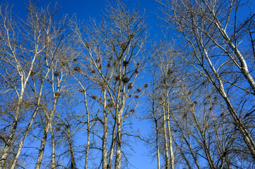 Beautiful winter blue sky day, leafless trees full of great blue heron nests
