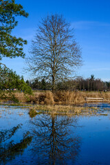After the heavy rains, flooding in a park, tree reflecting in calm flood waters on a sunny winter day
