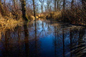 Flooded walking trail in woodland park on a sunny winter day, dirty water
