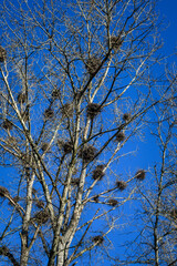 Beautiful winter blue sky day, leafless trees full of great blue heron nests
