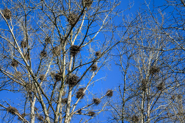 Beautiful winter blue sky day, leafless trees full of great blue heron nests
