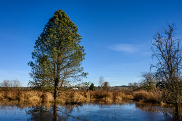 After the heavy rains, flooding in a park, tree reflecting on frozen flood water on a sunny winter day
