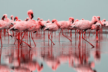 Wild african birds. Groupe of red flamingo birds on the blue lagoon.