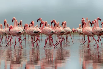 Fototapeten Wilde afrikanische Vögel. Gruppe afrikanischer roter Flamingovögel und ihre Reflexion über klares Wasser. Walvis Bay, Namibia, Afrika © Yuliia Lakeienko