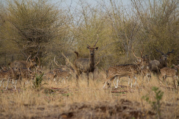 Deer in the wild
