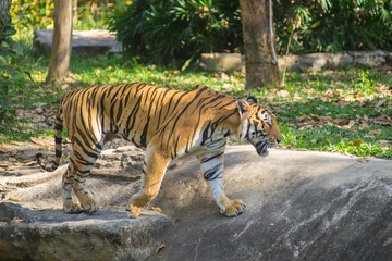 Beautiful big tiger in a zoo