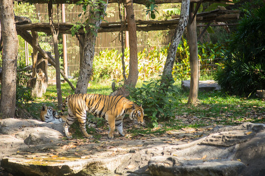Beautiful big tiger in a zoo