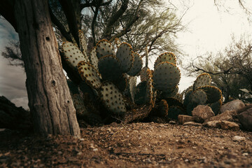 cactus in the desert