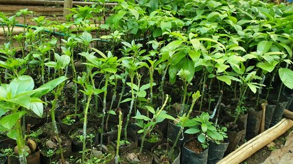 Avocado plants growing in a garden