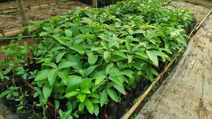 Avocado plants growing in a garden
