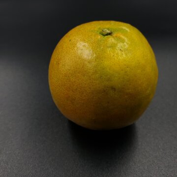 Mandarin orange Sai Nam Phueng,Citrus reticulata Blanco 'Sai Nam Phueng'