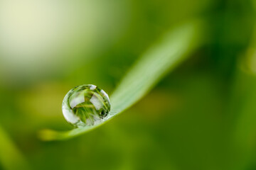 drop of dew on the grass