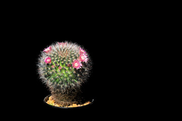 Cactus in a pot isolated on black background