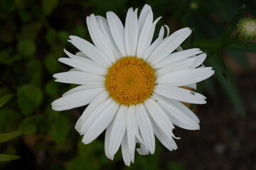 Fototapeta premium Marguerite blanche - Nouvelle-Calédonie