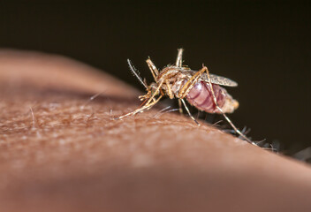 blood sucking mosquito 