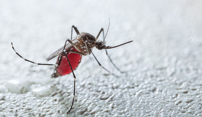 blood sucking mosquitoes 