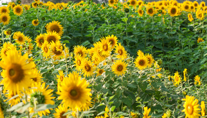 field of sunflowers in summer